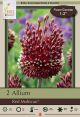 Allium Red Mohican 2PK