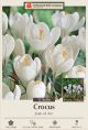 Crocus Joan of Arc 12PK
