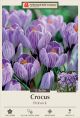 Crocus Pickwick 12PK