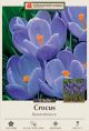 Crocus Remembrance 12PK