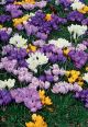 Crocus Large Flowering Mix 15PK