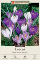 Crocus Blue Moon Mix 15PK