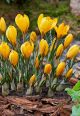 Crocus Yellow Mammoth 10PK