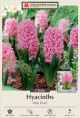 Hyacinth Pink Pearl 5PK