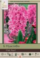 Hyacinth Pink Pearl 5PK