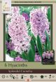 Hyacinth Splendid Cornelia 5PK