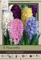Hyacinth Easter Joy Mix 5PK