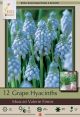 Muscari Valerie Finnis 15PK