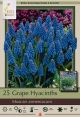 Muscari Hyacinth Grape 20PK