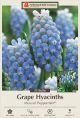 Hyacinth Peppermint 20PK