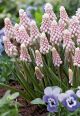 Muscari Pink Sunrise 4PK