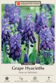 Muscari Latifolium 20PK