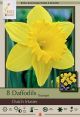 Daffodil Dutch Master 8PK