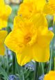 Daffodil Dutch Master 7PK