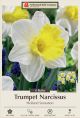 Narcissus Holland Sensation 4PK
