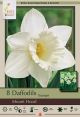 Narcissus Mount Hood 7PK