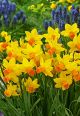 Narcissus Jetfire 7 PK
