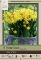 Narcissus Tete A Tete 7PK