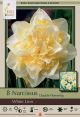 Narcissus White Lion 7PK