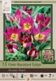 Tulip Persian Pearl 15 PK