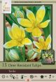 Tulip Tarda 15PK