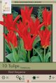 Tulip Red Emperor 7PK