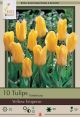 Tulip Yellow Emperor 7 PK