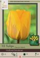 Tulip Holland Emotions 7PK