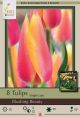Tulip Blushing Beauty 7 PK