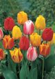 Tulip Tequila Sunrise 16PK