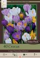 Crocus Lrg Flowering Mix 30PK