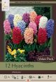 Hyacinth Mix 12PK