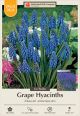 Hyacinth Grape 64PK