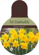 Narcissus Dutch Master 40PK
