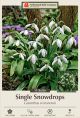 Galanthus Snowdrop 15PK