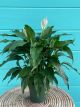 Spathiphyllum 6