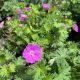 Geranium Max Frei