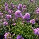 Phlox Jeana