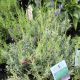 Lavender Munstead Strain