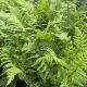 Lady Fern Lady in Red