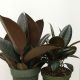 Rubber Plant Burgandy 6