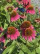 Coneflower Cheyenne Spirirt