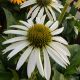 Coneflower White Swan