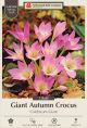 Colochicum Giant