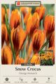 Crocus Orange Monarch 10PK