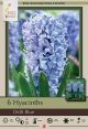 Hyacinth Delf Blue 5PK