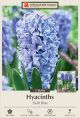 Hyacinth Delf Blue 5PK