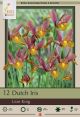 Iris Dutch Lion King 12PK