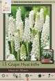 Muscari Album 15PK