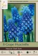 Muscari Dark Eyes 15PK